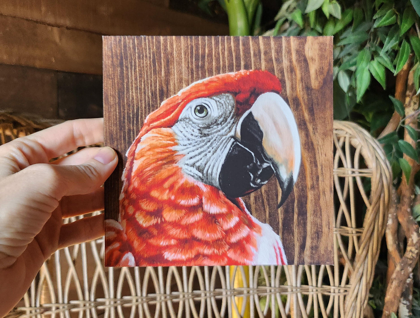 Scarlet Macaw