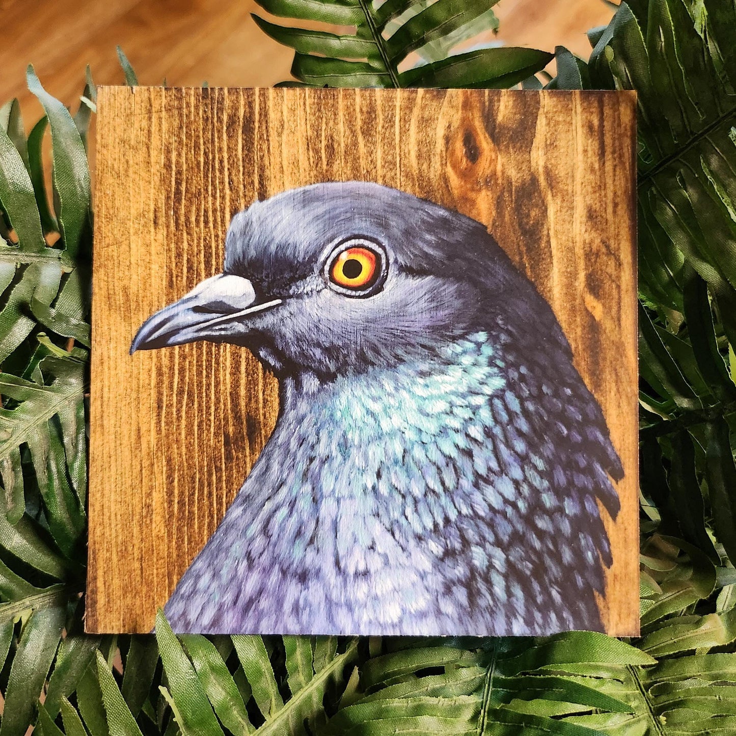 Rock Dove