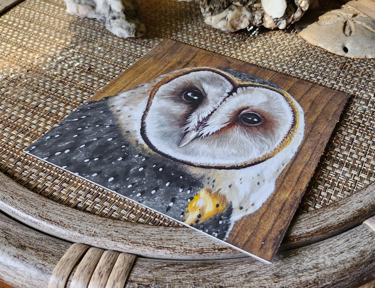 Barn Owl