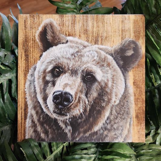 Brown Bear