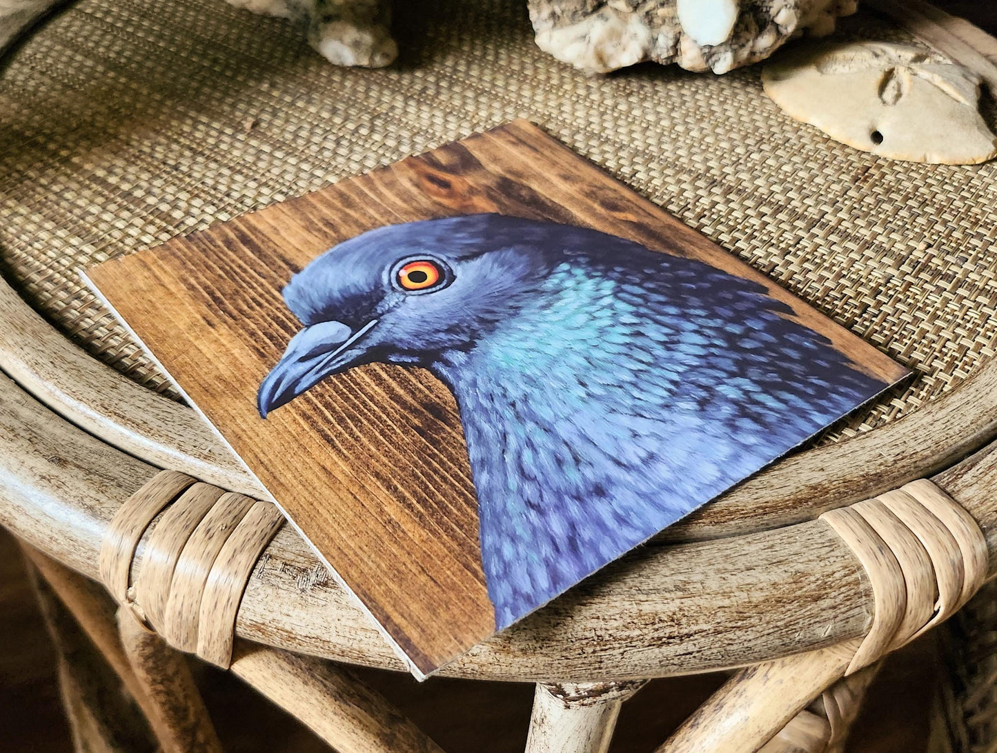Rock Dove