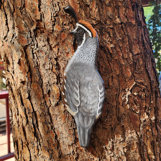 Gambel's Quail