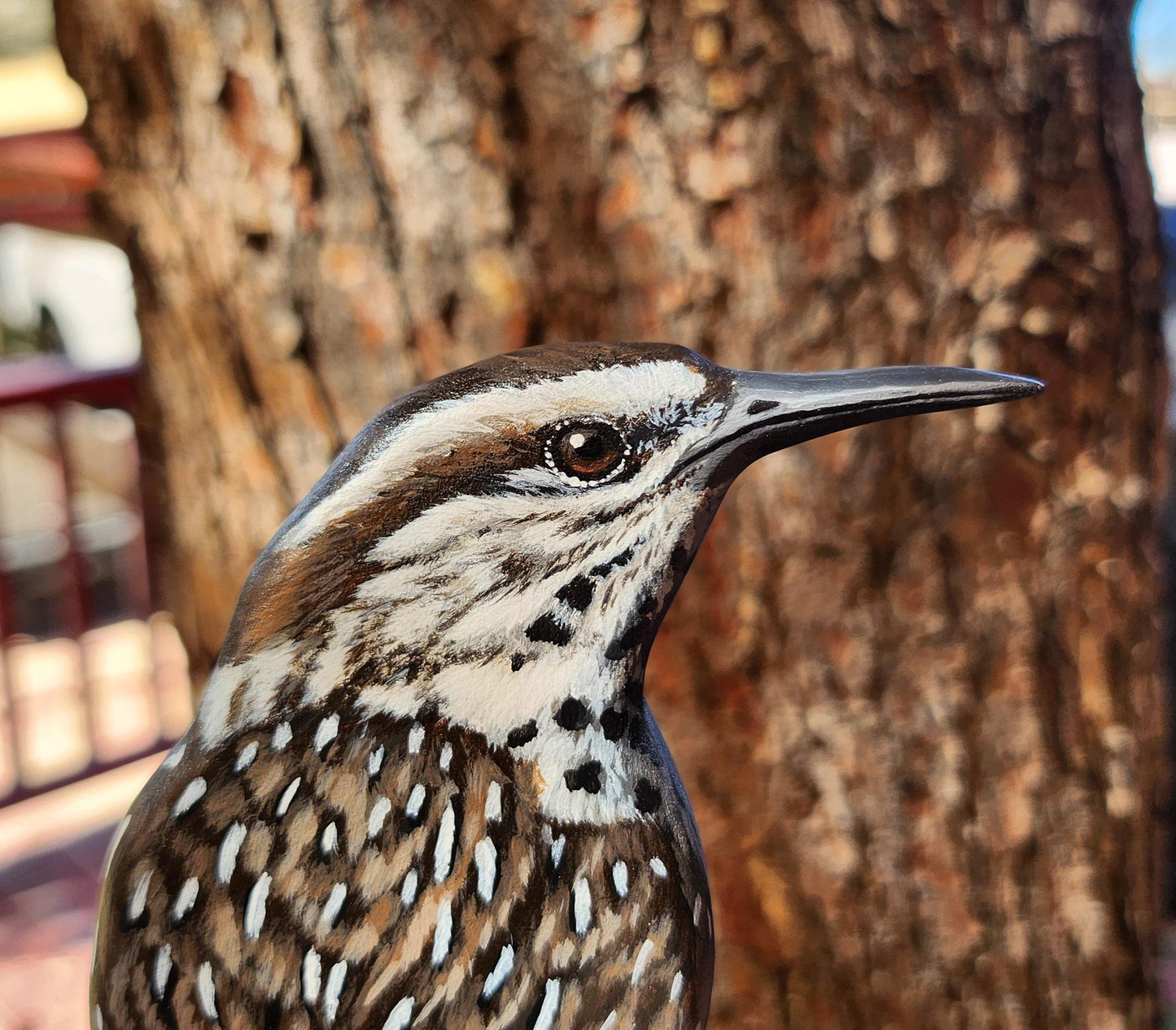 Cactus Wren
