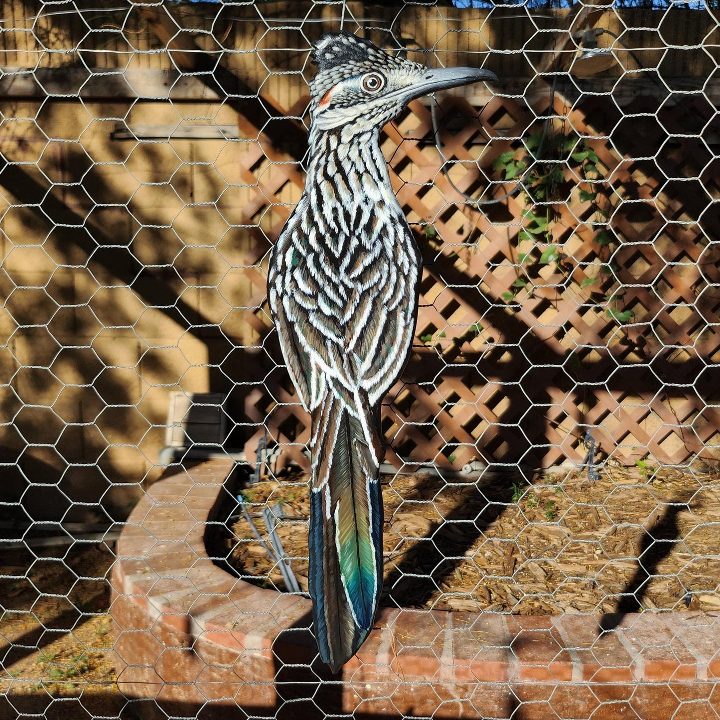 Greater Roadrunner