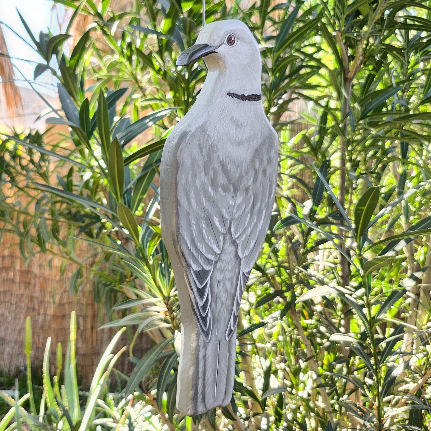 Eurasian Collared Dove