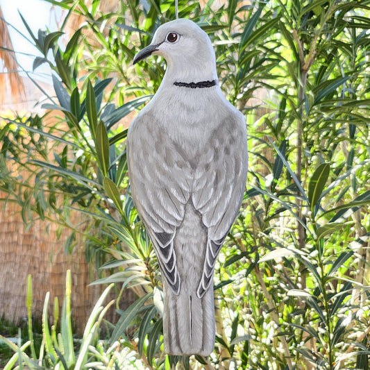Eurasian Collared Dove