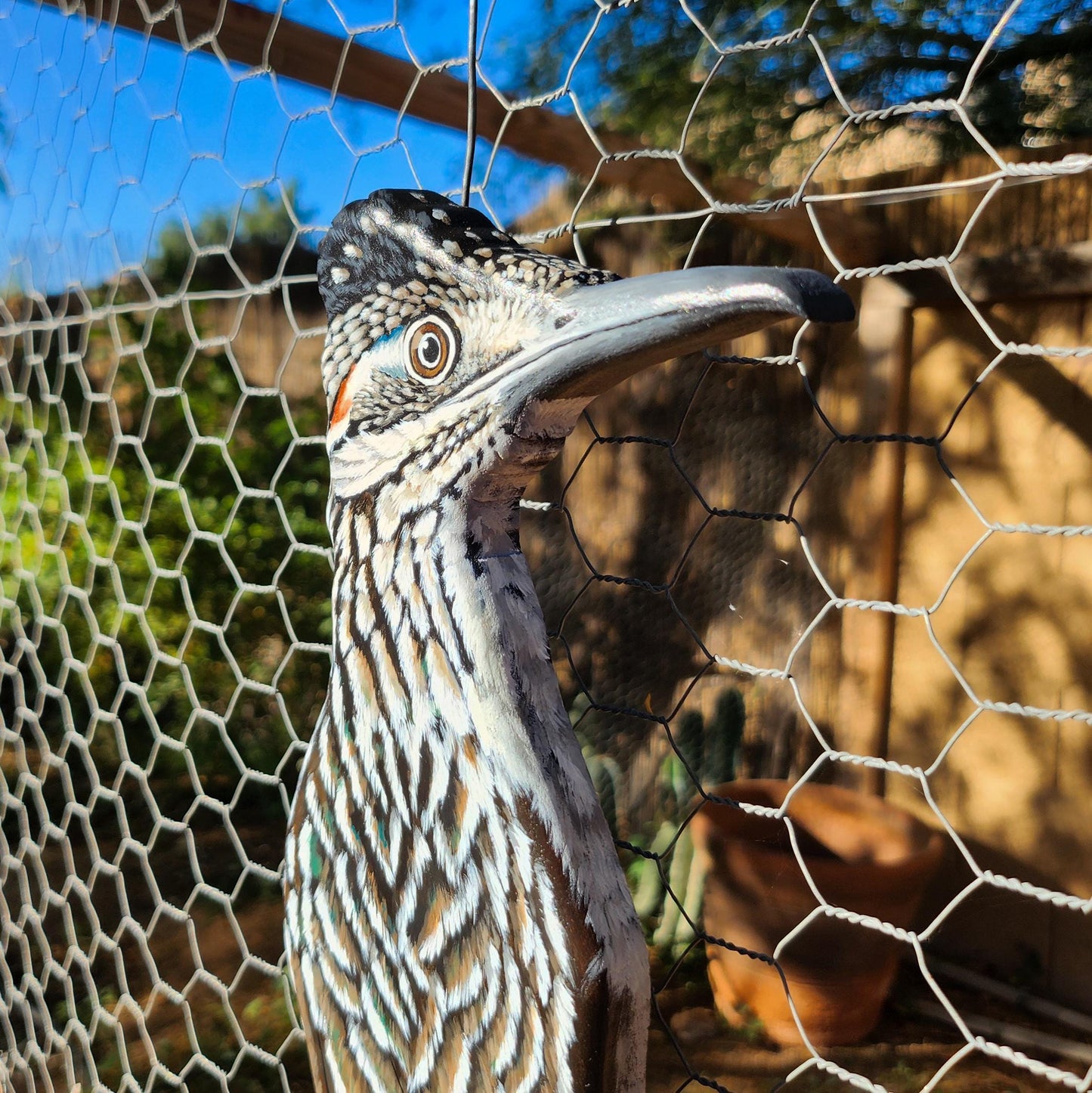 Greater Roadrunner