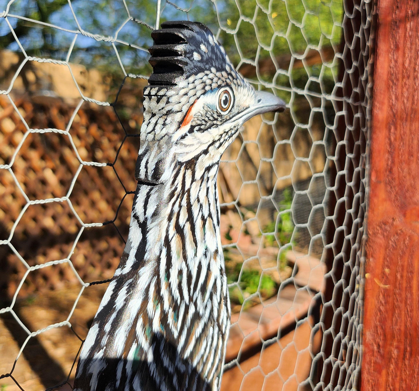 Greater Roadrunner