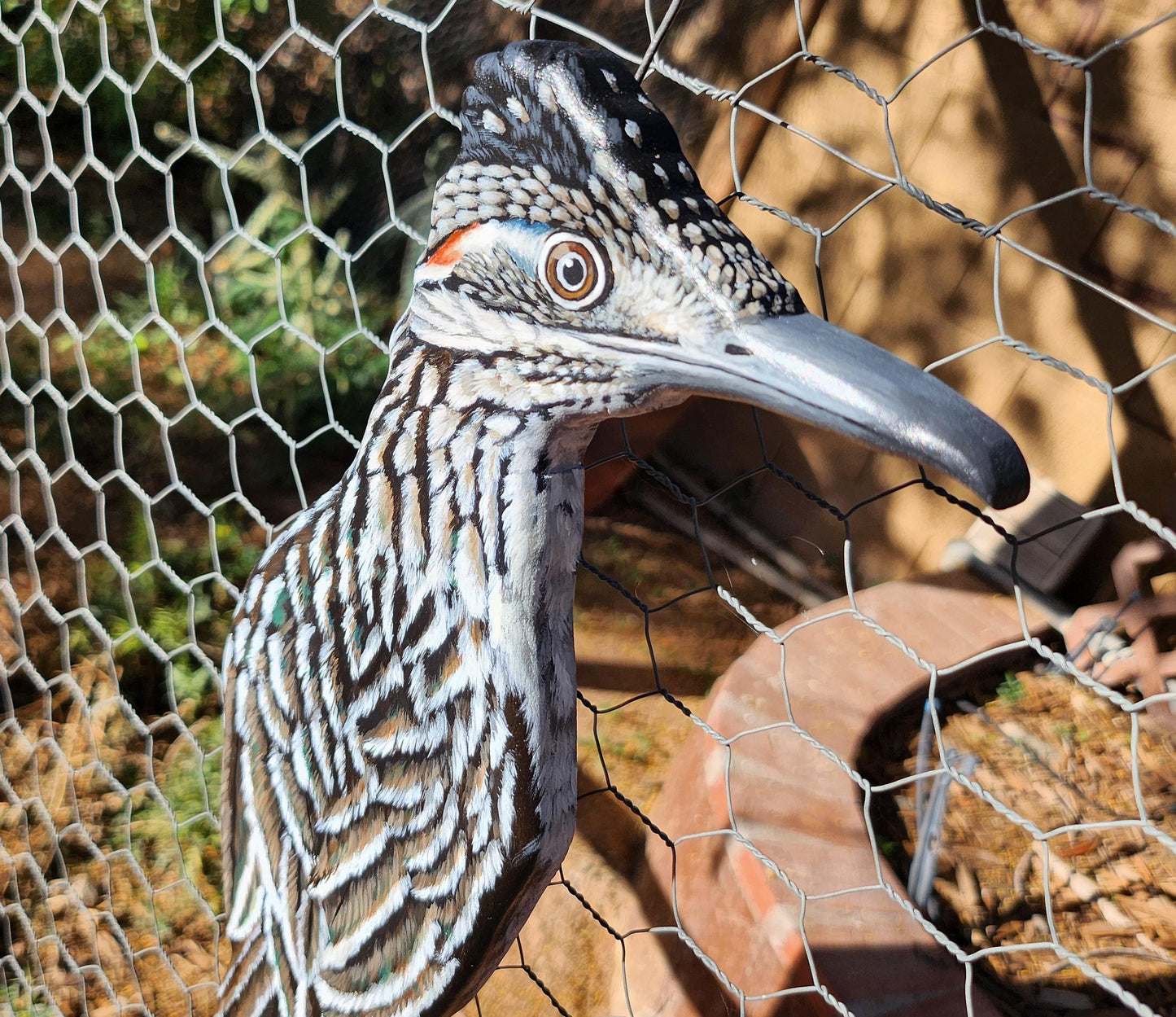 Greater Roadrunner