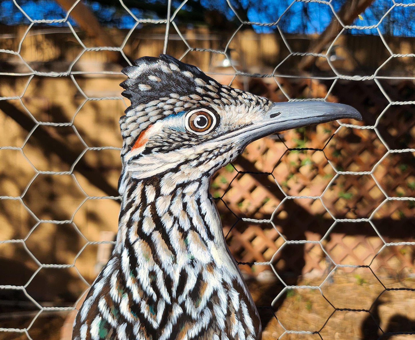 Greater Roadrunner