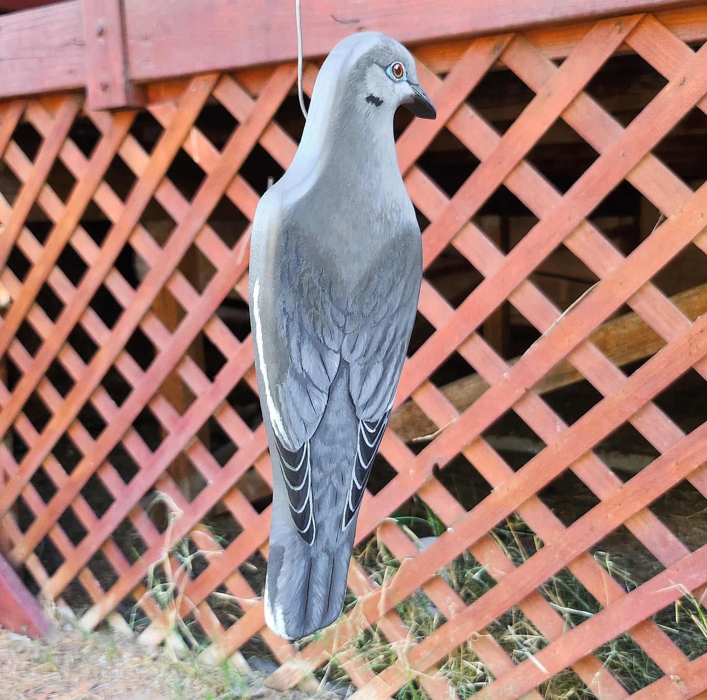 White-Winged Dove