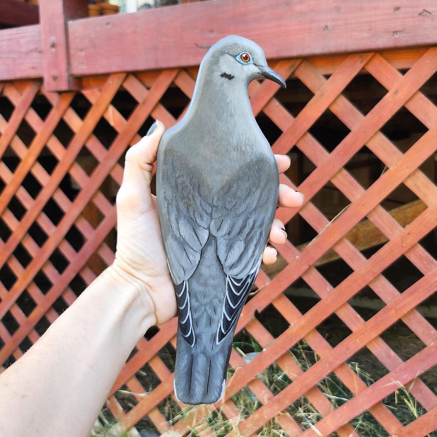 White-Winged Dove