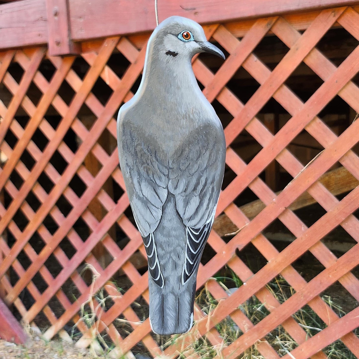 White-Winged Dove