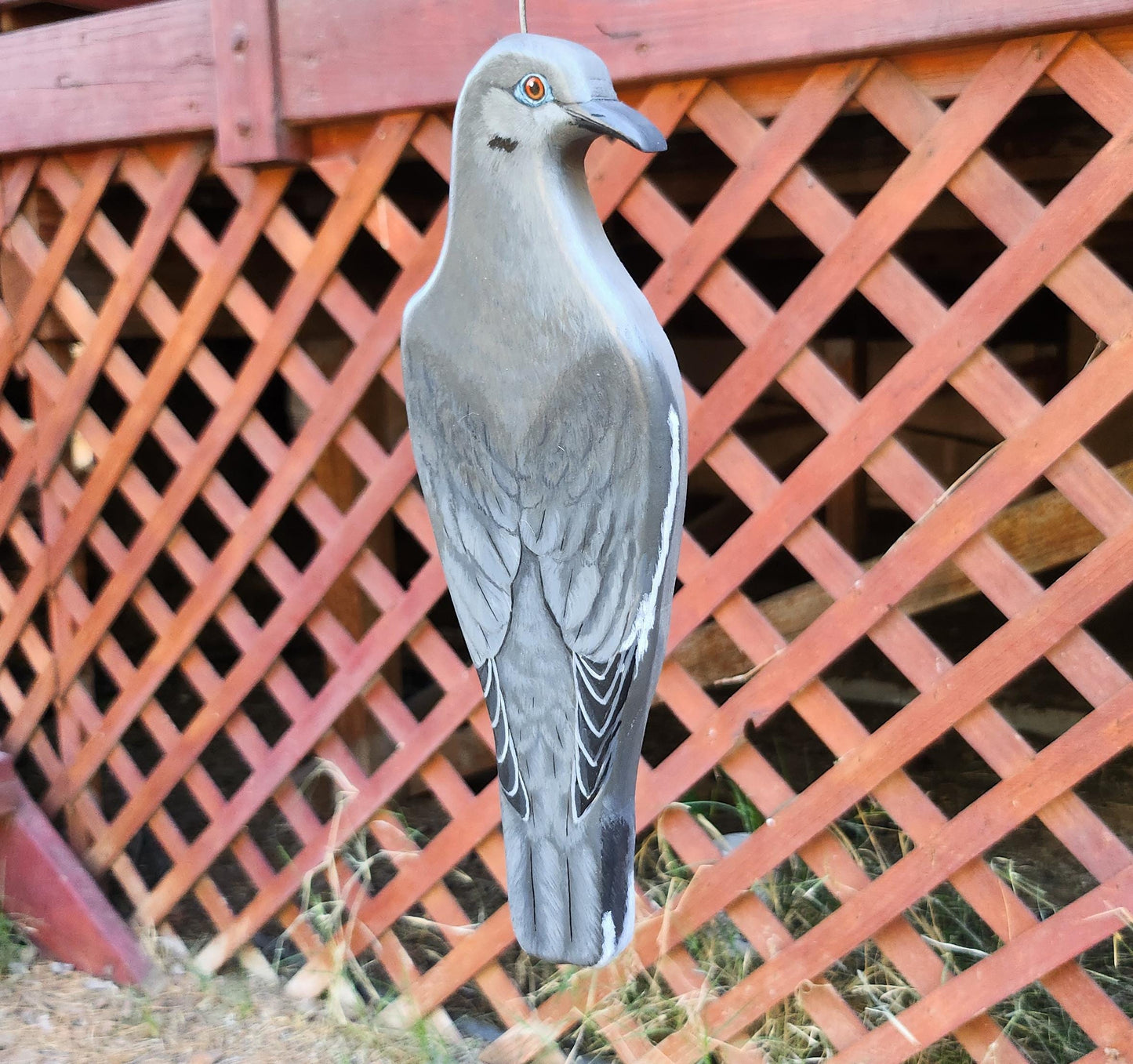 White-Winged Dove