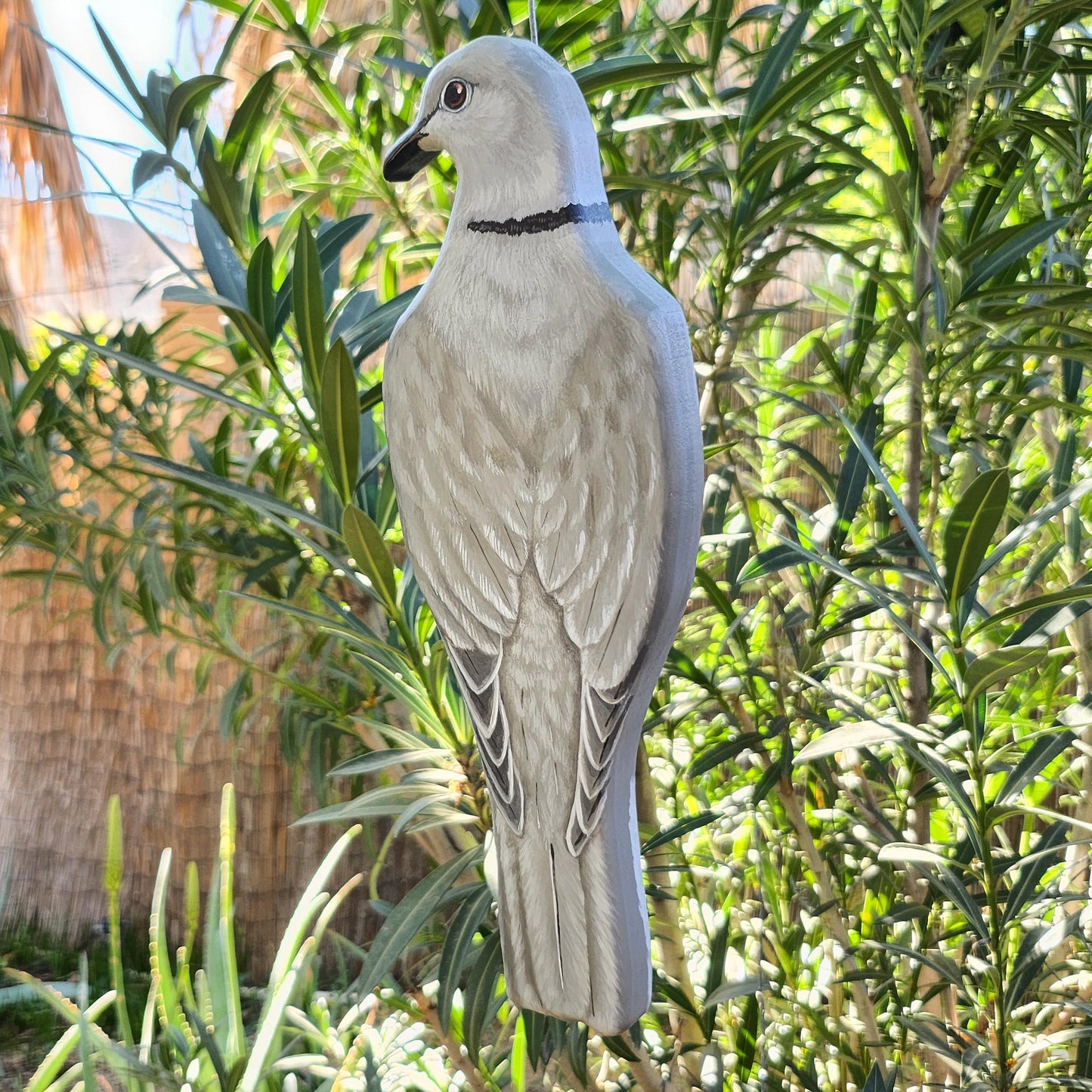Eurasian Collared Dove