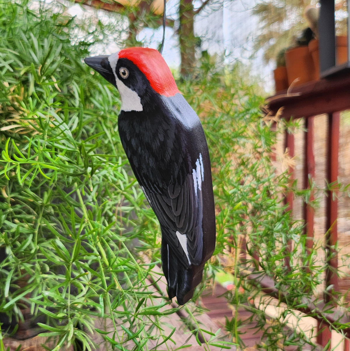 Acorn Woodpecker