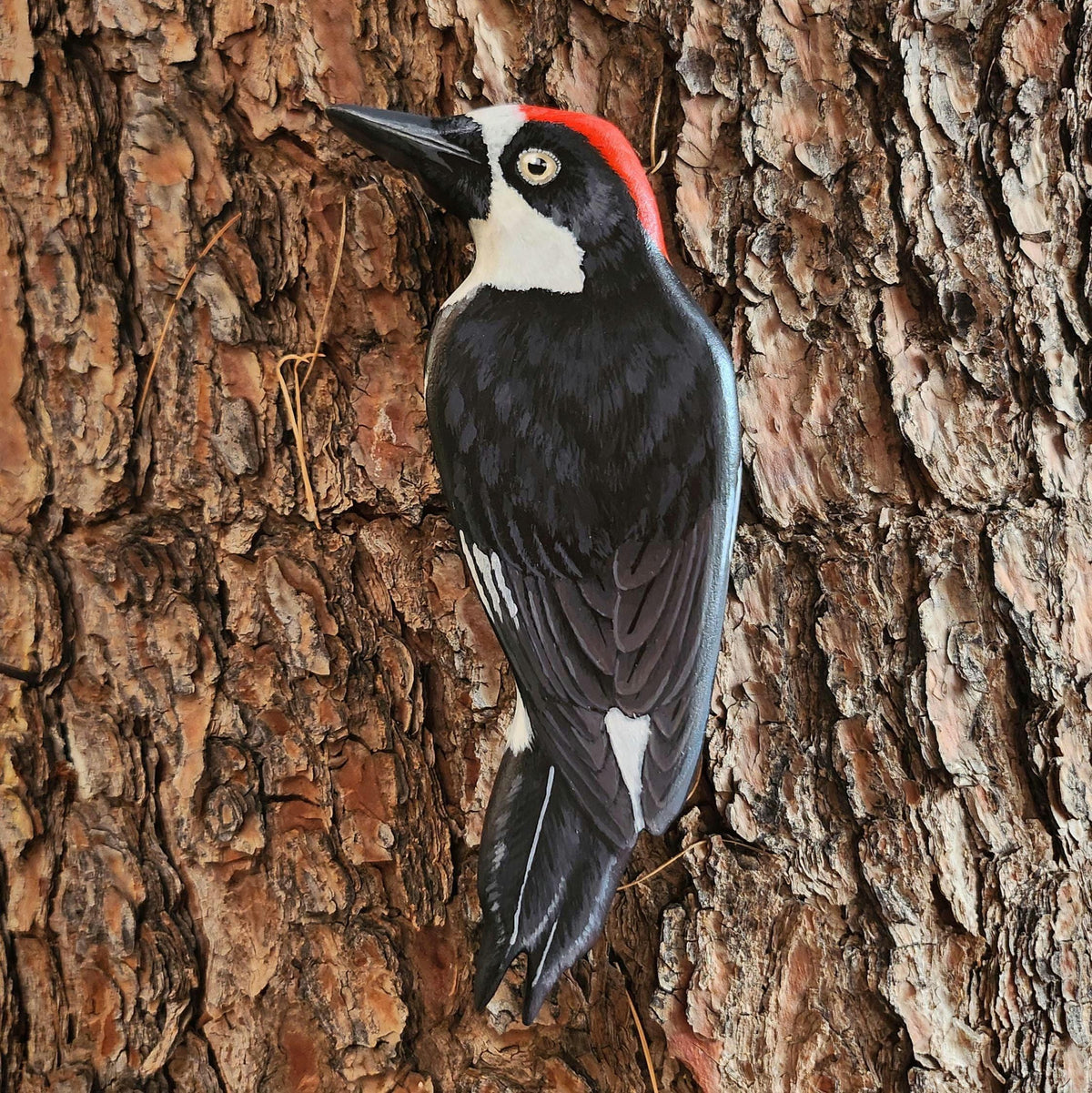 Acorn Woodpecker