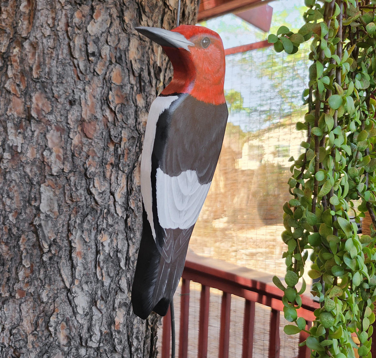 Red Headed Woodpecker