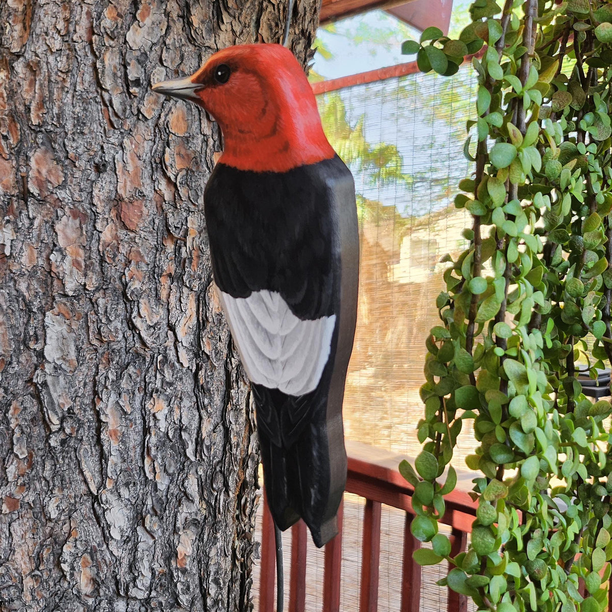 Red Headed Woodpecker