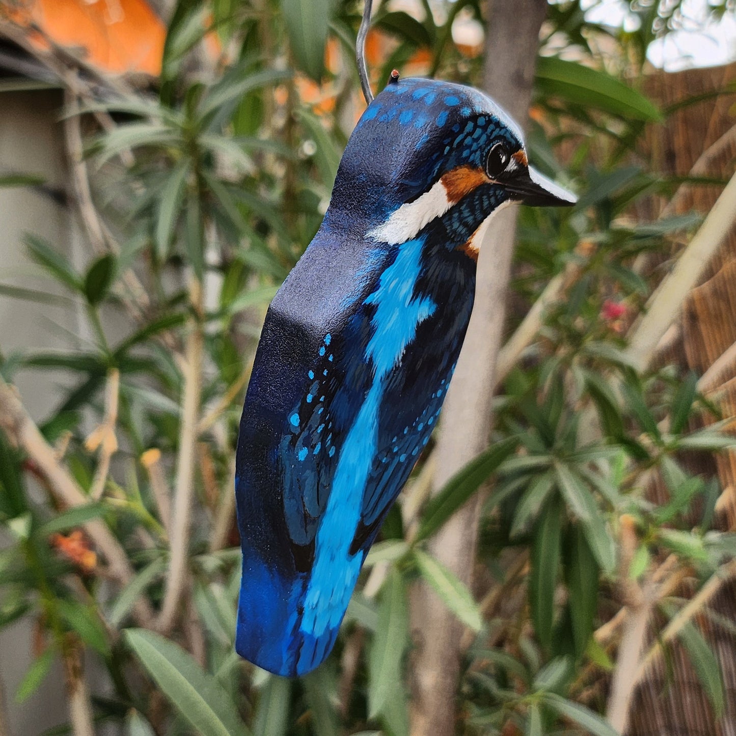 Common Kingfisher