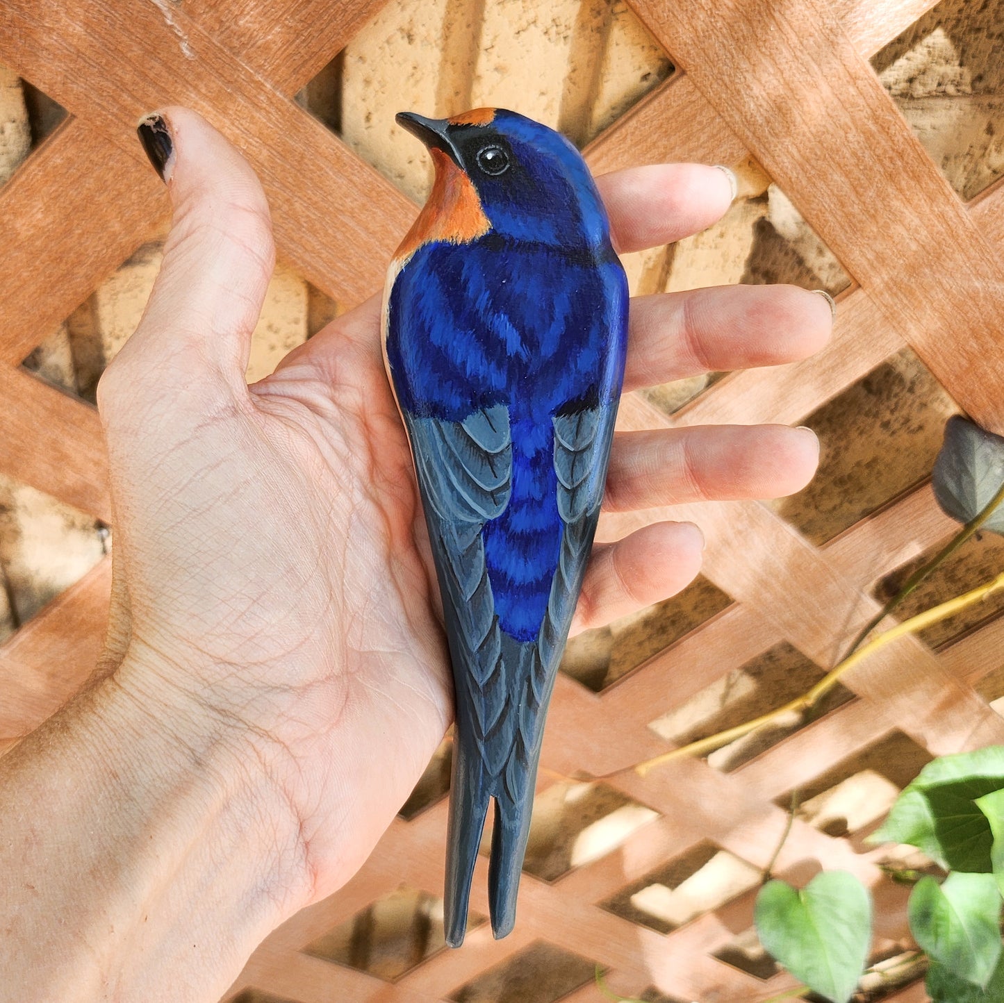 Barn Swallow