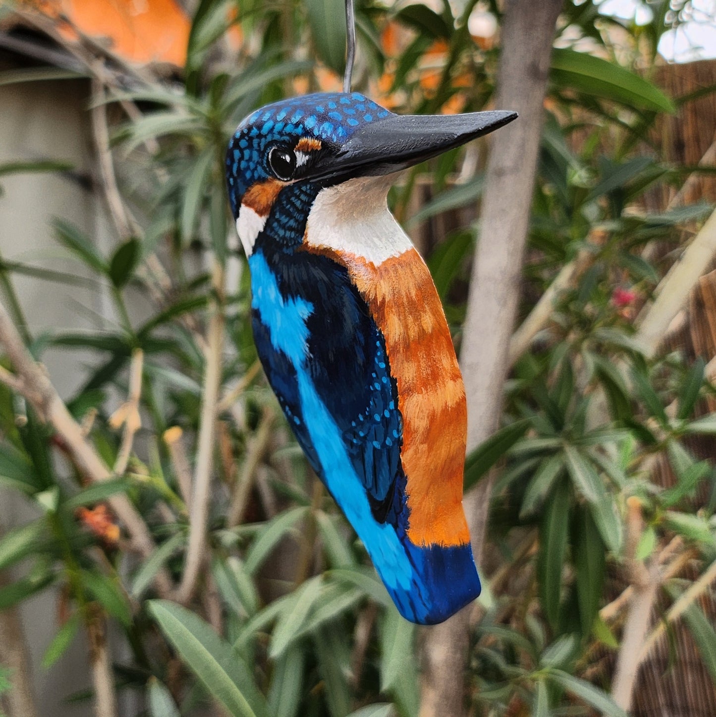 Common Kingfisher