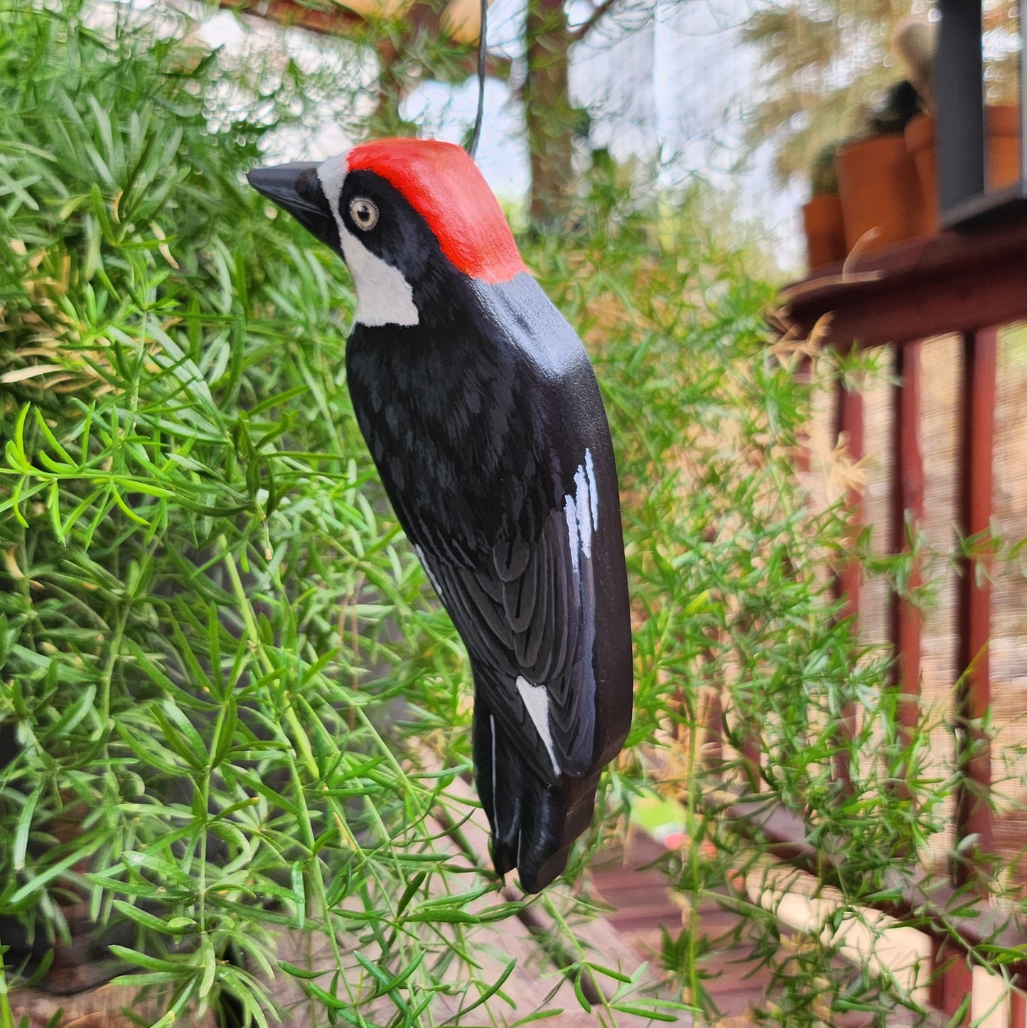 Acorn Woodpecker