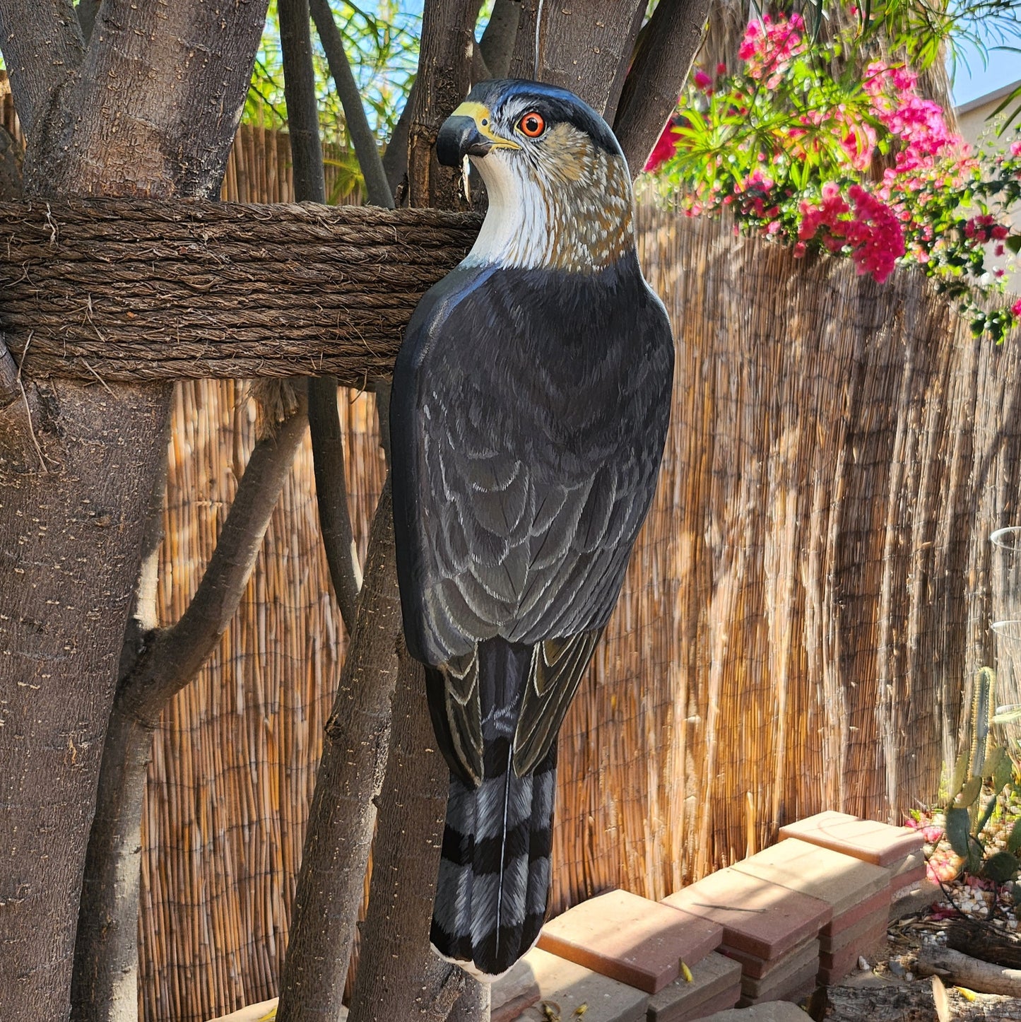 Cooper's Hawk
