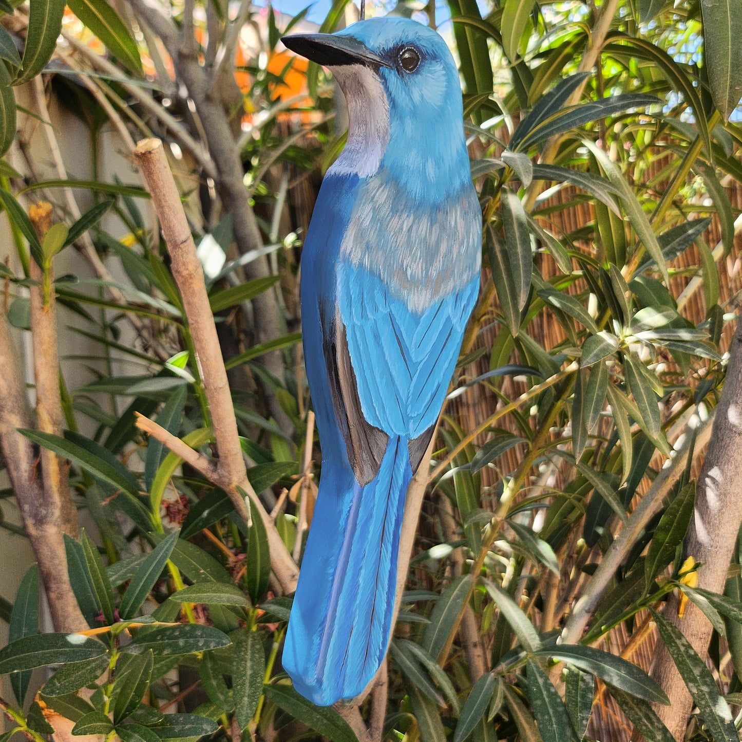 Mexican Jay