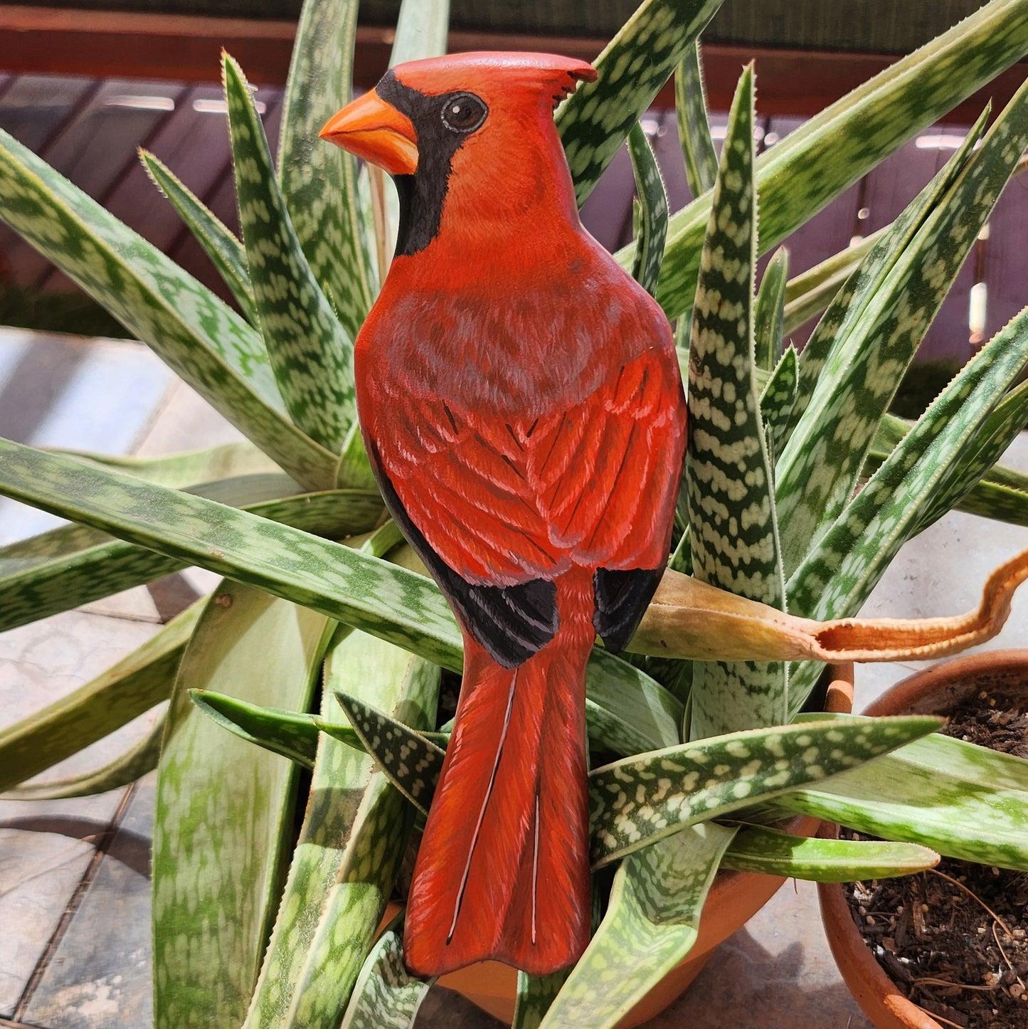Northern Cardinal