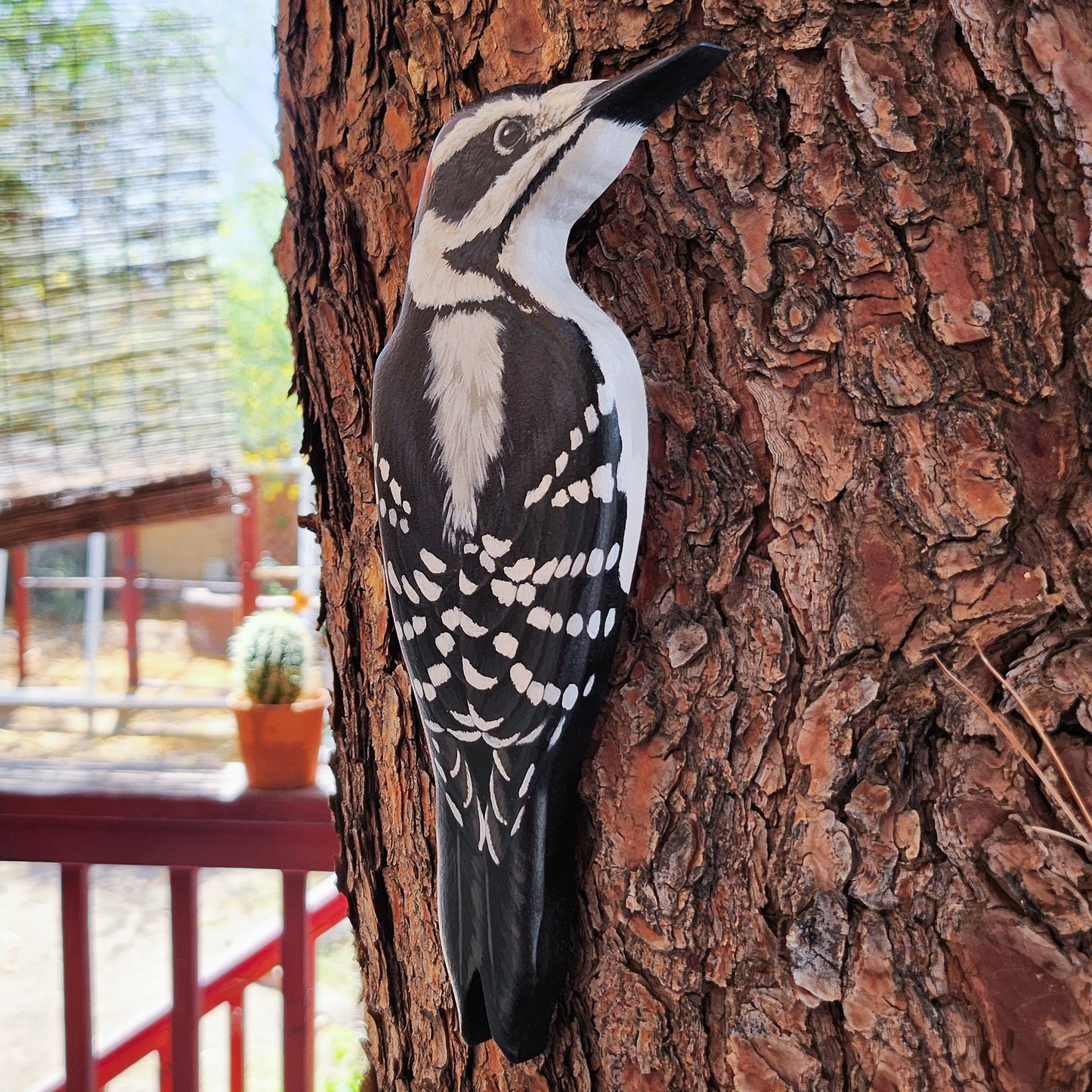 Hairy Woodpecker