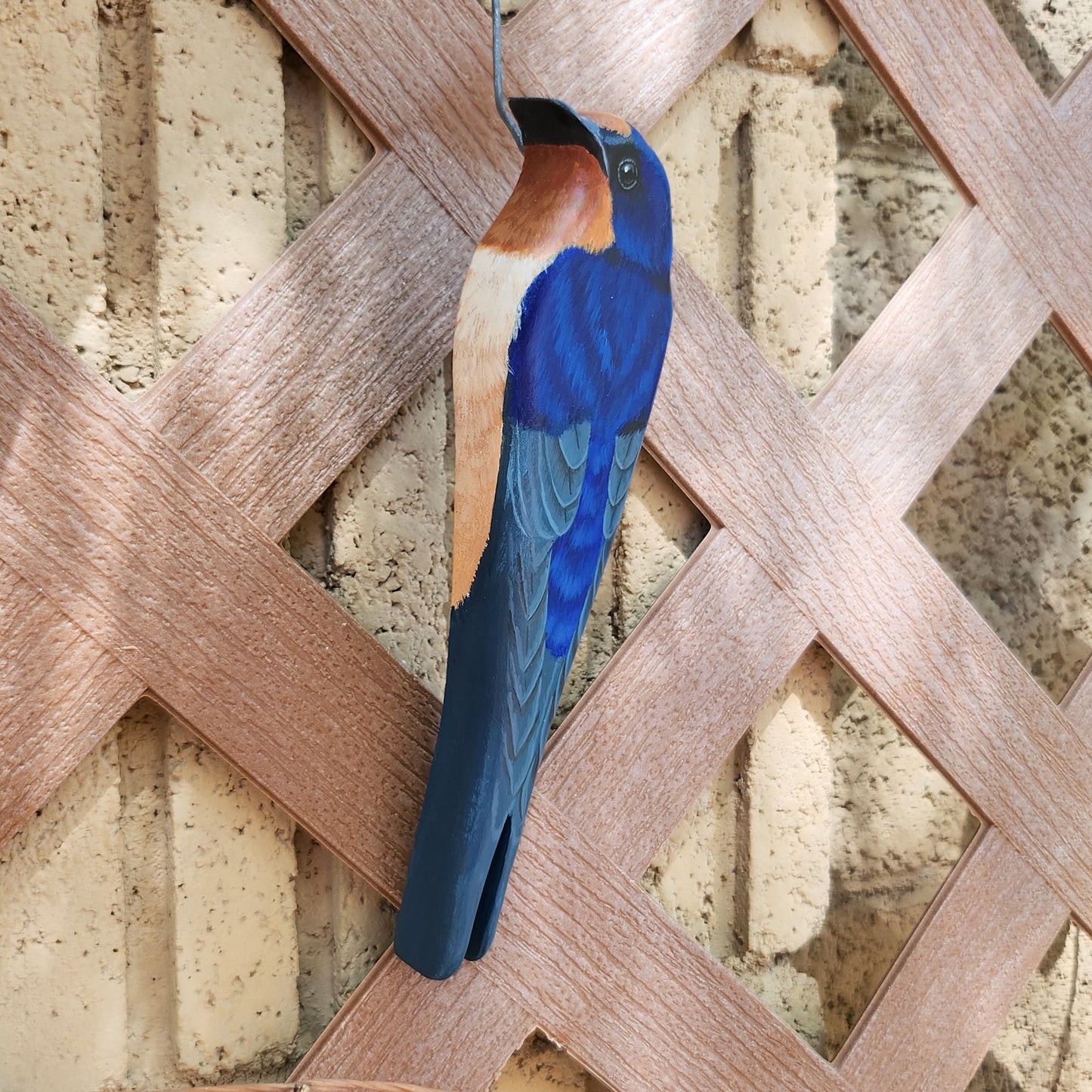 Barn Swallow