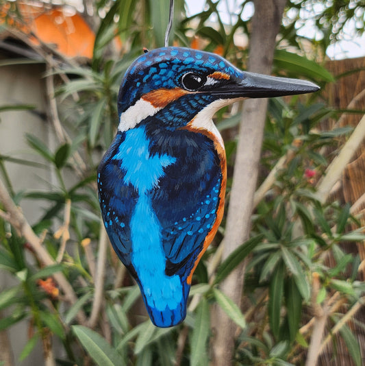 Common Kingfisher