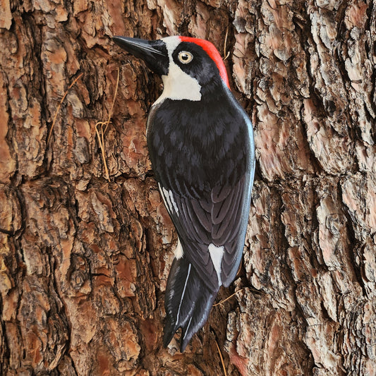 Acorn Woodpecker