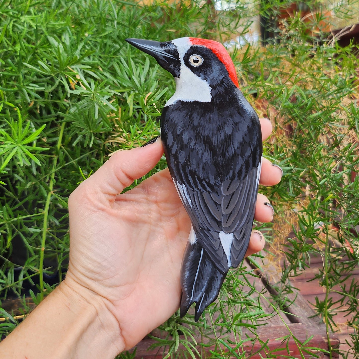 Acorn Woodpecker
