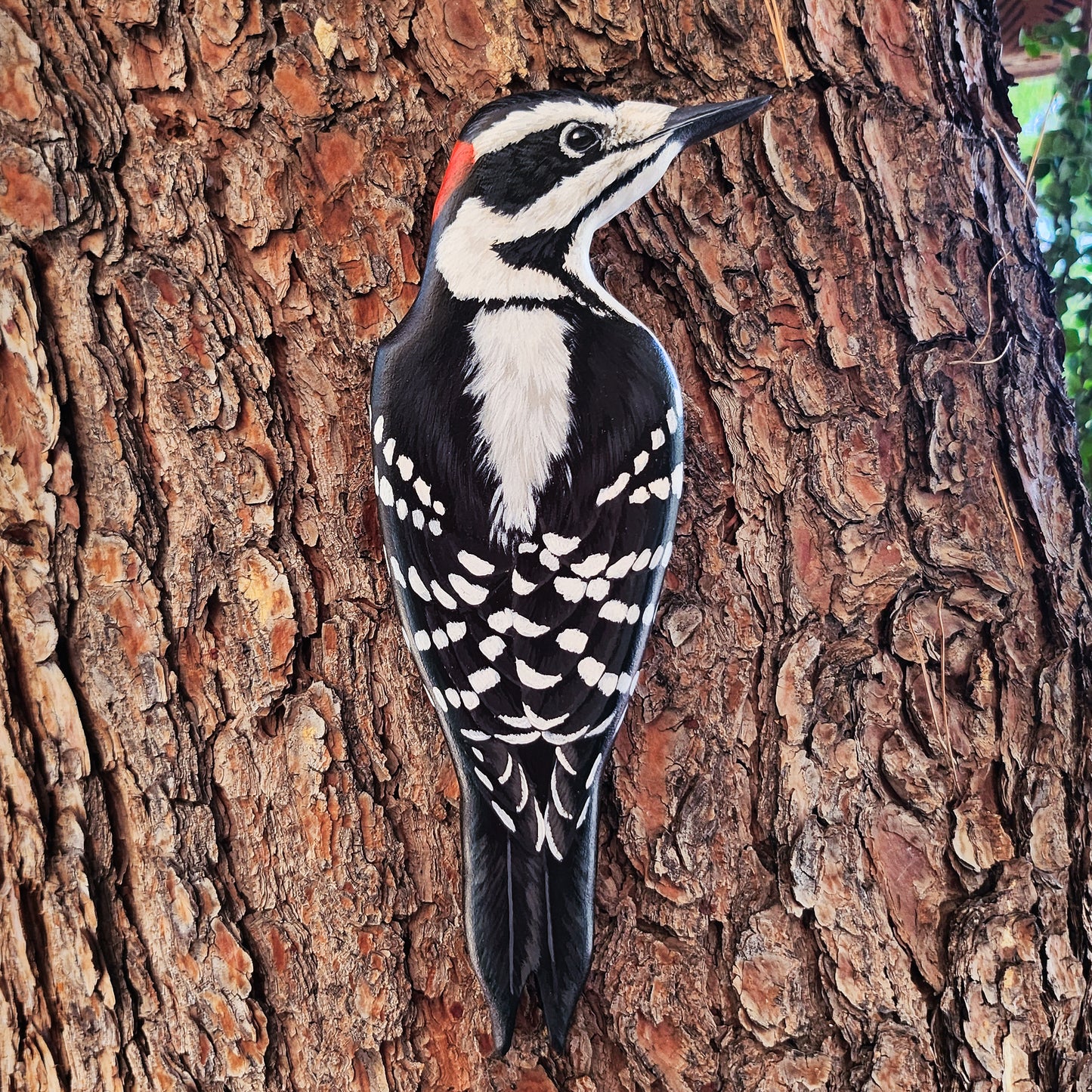 Hairy Woodpecker