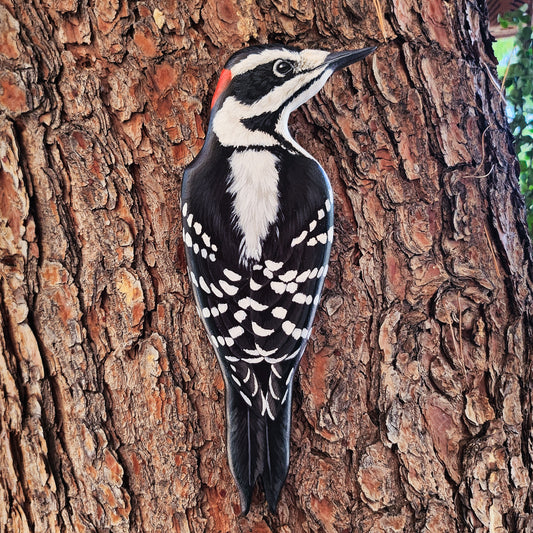 Hairy Woodpecker