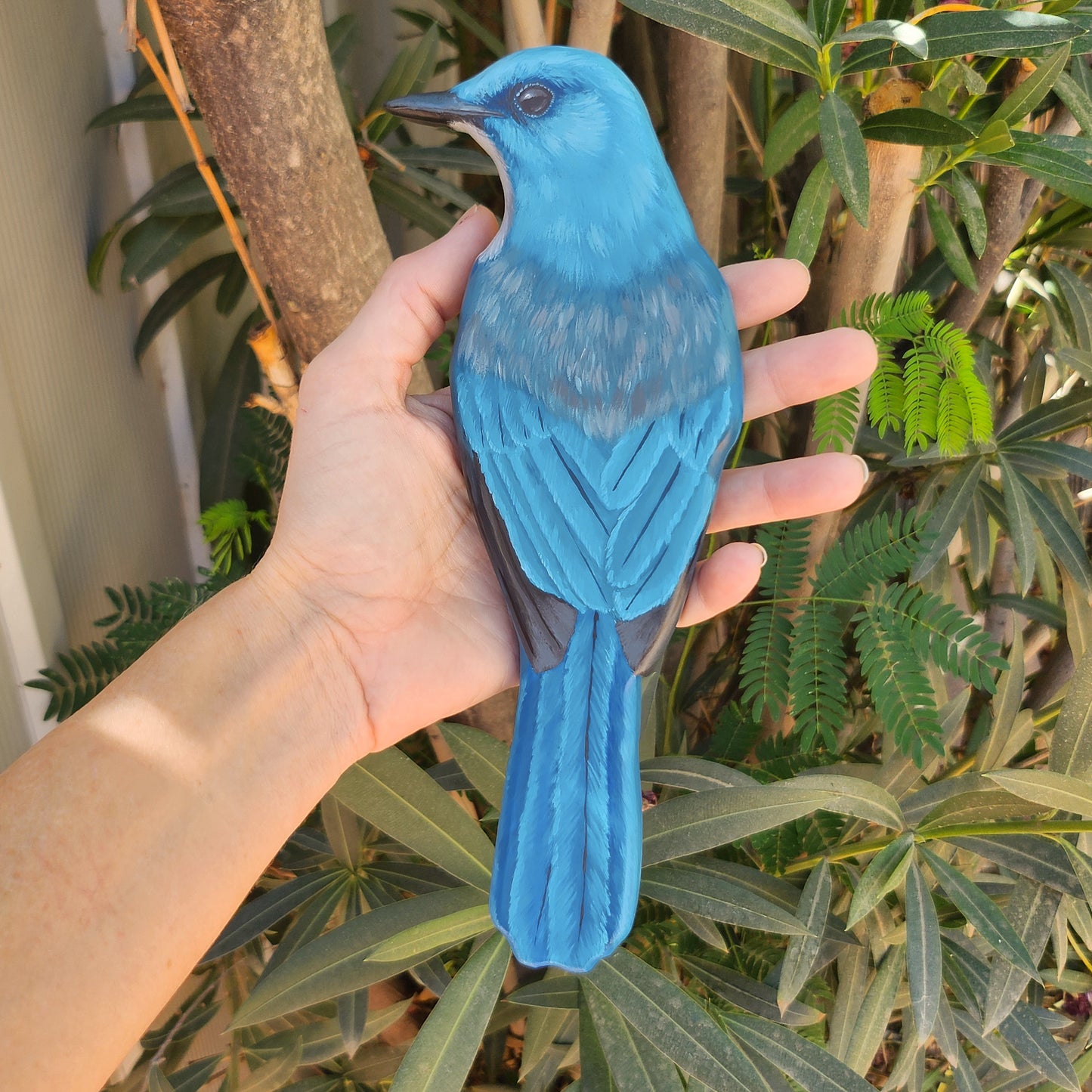 Mexican Jay