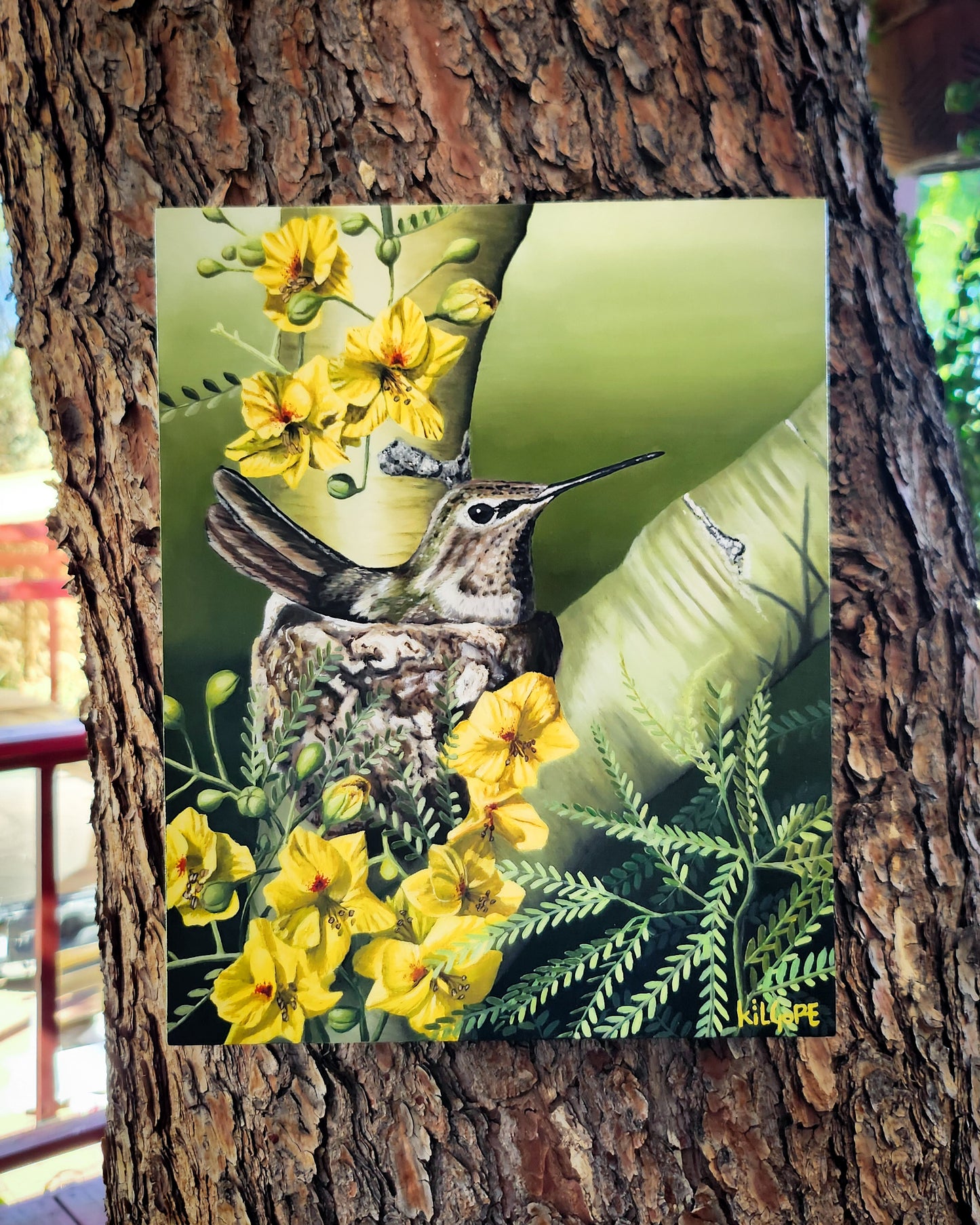 Where the Desert Softens