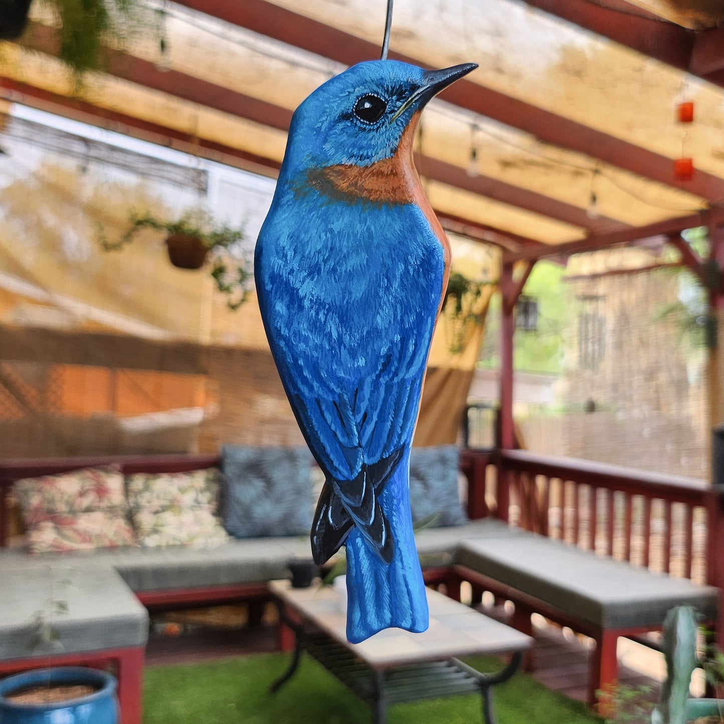 Eastern Bluebird