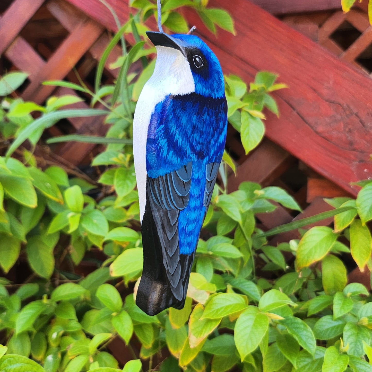 Tree Swallow