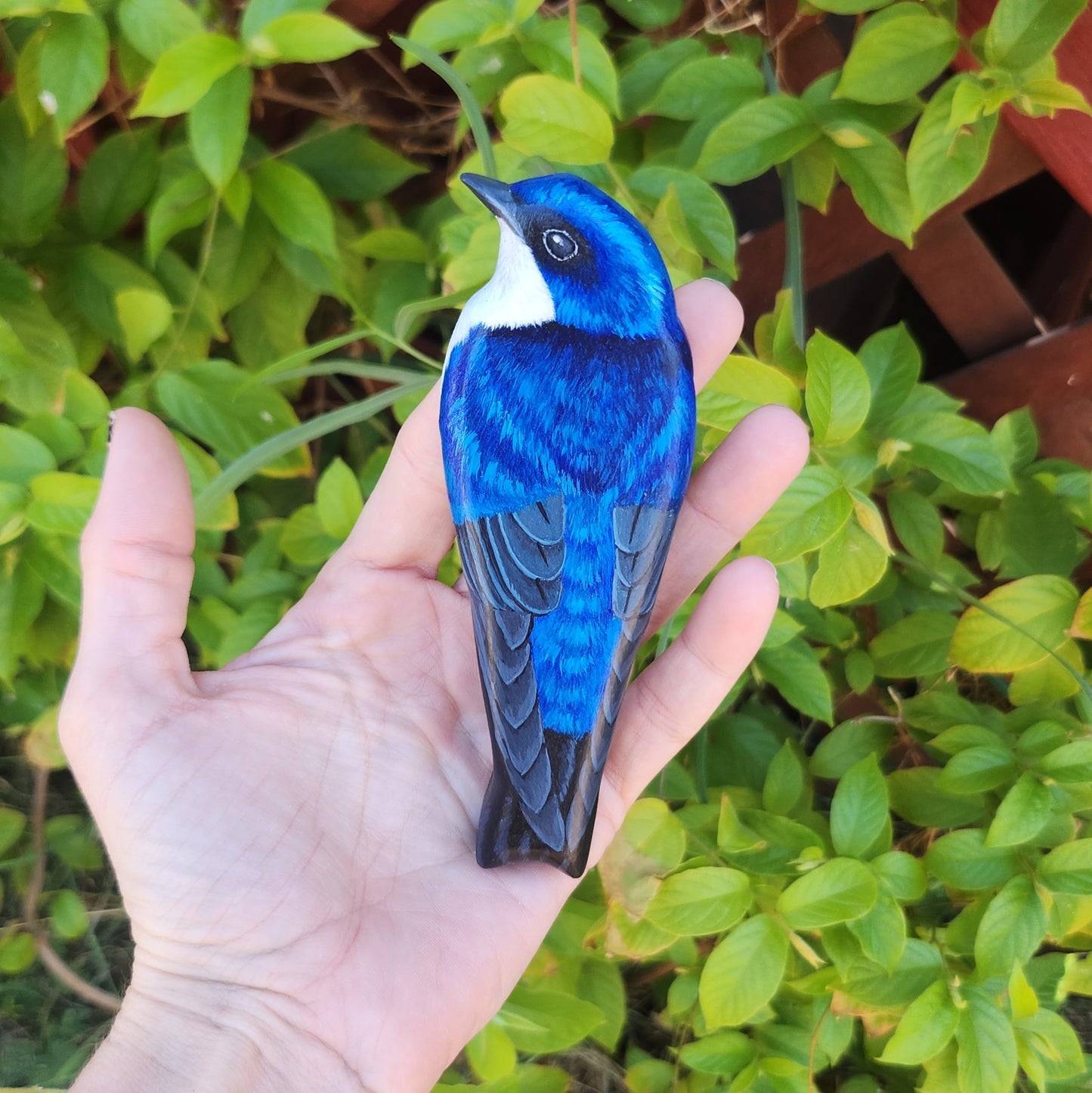 Tree Swallow