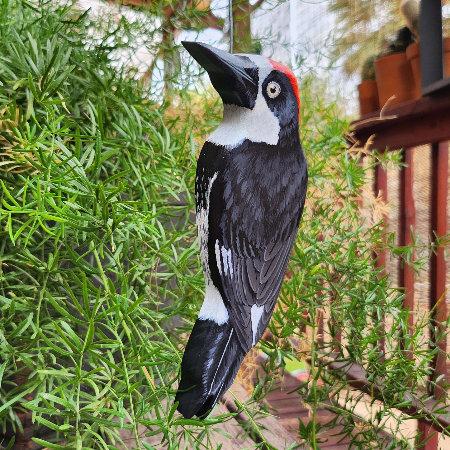 Acorn Woodpecker