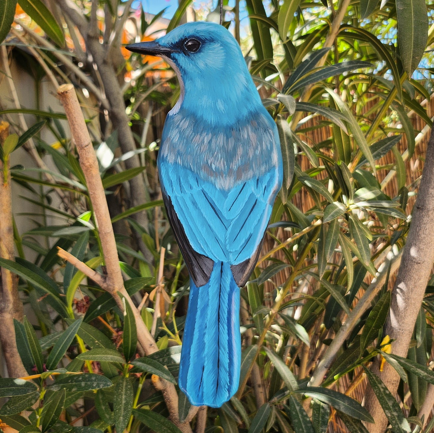 Mexican Jay