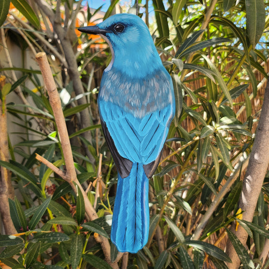 Mexican Jay