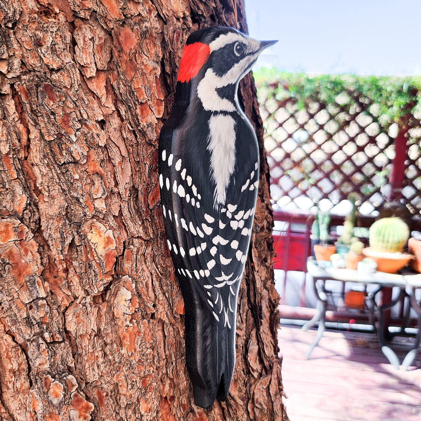 Hairy Woodpecker