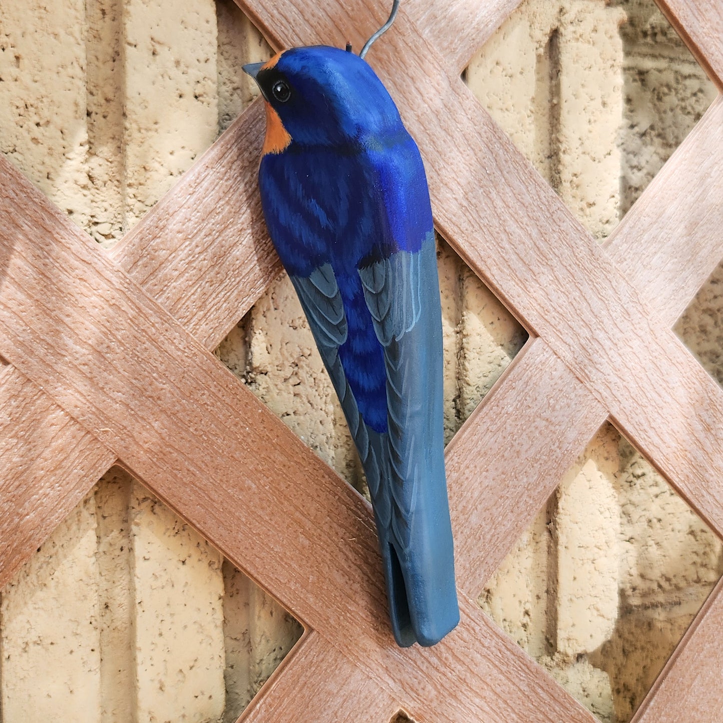 Barn Swallow