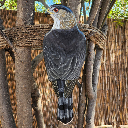 Cooper's Hawk