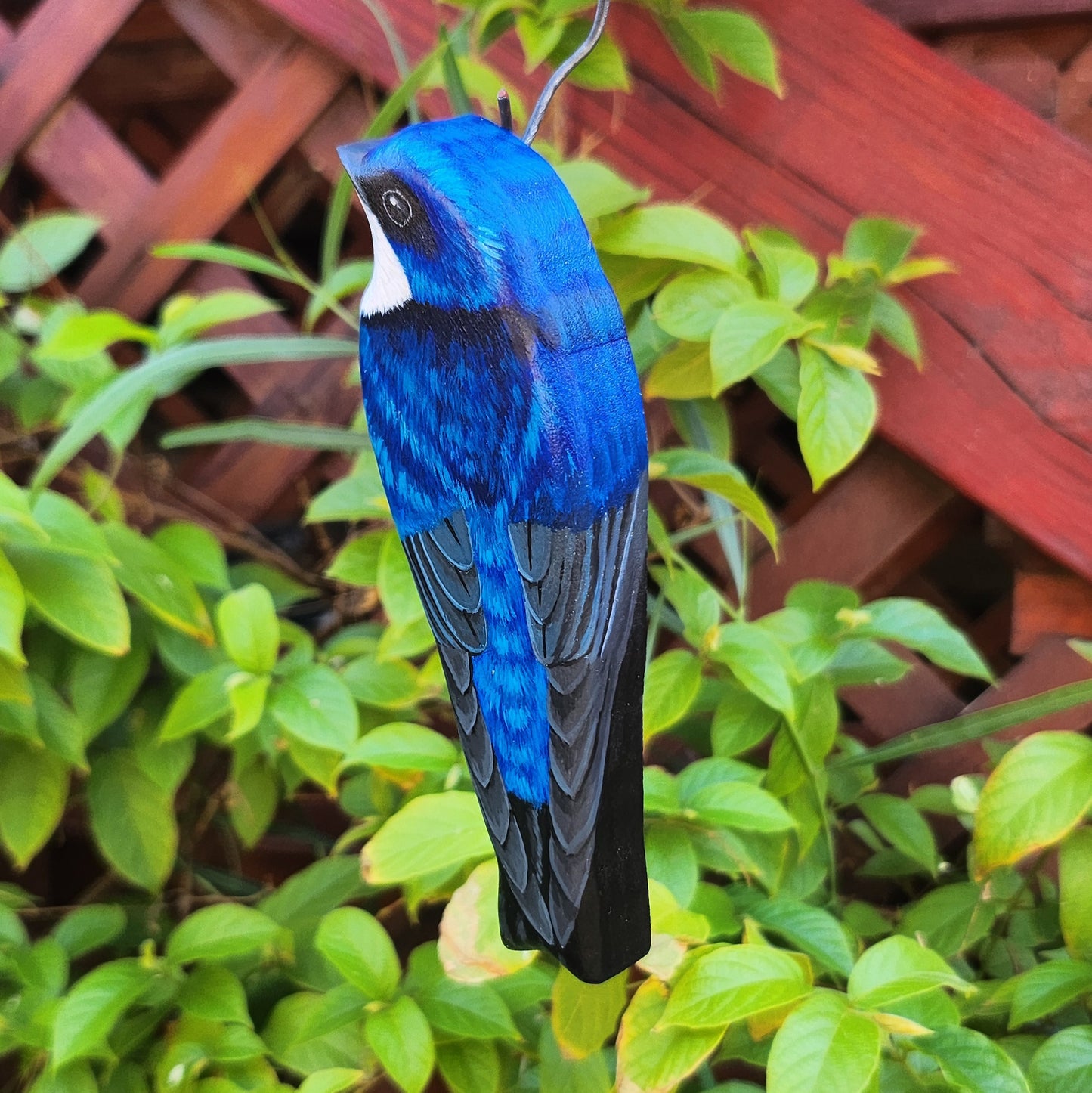 Tree Swallow