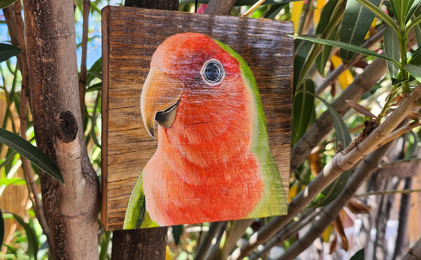 Rosy Faced Lovebird Acrylic Painting on Reclaimed Wood, Sonoran Desert wall art, Peach Faced Lovebird Decor, Parrot Art